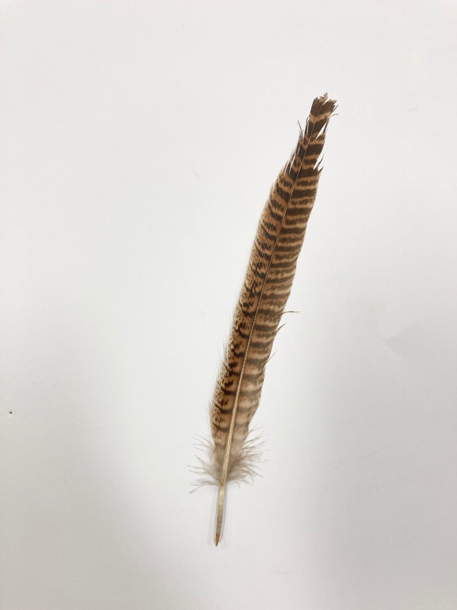 Dark Hat Feather 02862